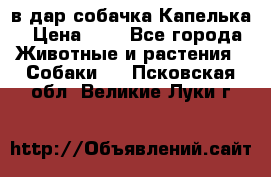 в дар собачка Капелька › Цена ­ 1 - Все города Животные и растения » Собаки   . Псковская обл.,Великие Луки г.